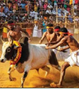 जल्लीकट्टू विजेत्याला सरकारी नाेकरी